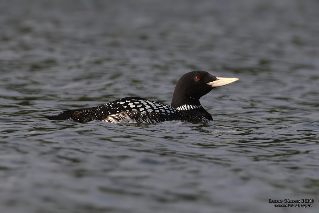 VITNBBAD ISLOM / YELLOW-BILLED LOON (Gavia adamsii) - Stäng / Close