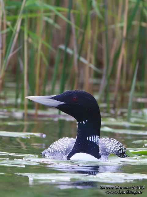 VITNÄBBAD ISLOM / YELLOW-BILLED LOON (Gavia adamsii) - stor bild / full size