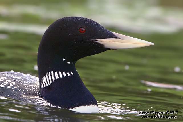 VITNÄBBAD ISLOM / YELLOW-BILLED LOON (Gavia adamsii) - stor bild / full size