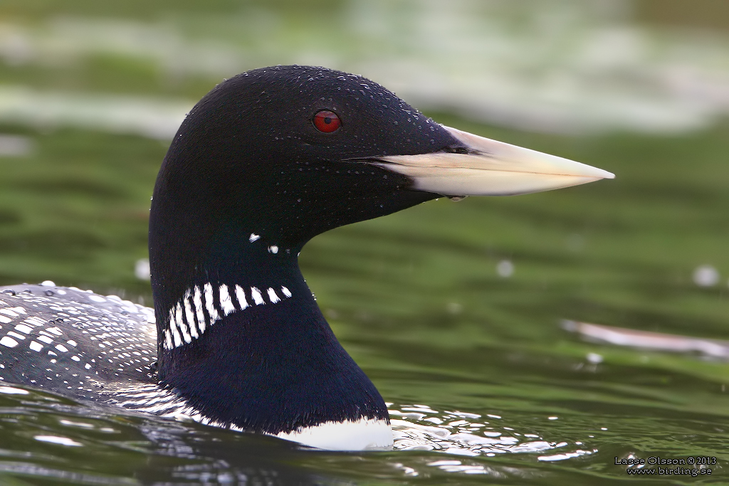 VITNBBAD ISLOM / YELLOW-BILLED LOON (Gavia adamsii) - Stäng / Close