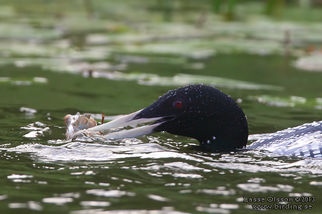 VITNÄBBAD ISLOM / YELLOW-BILLED LOON (Gavia adamsii) - stor bild / full size