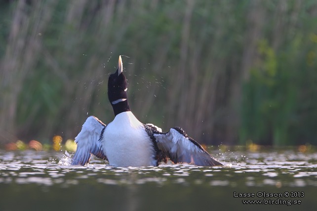 VITNÄBBAD ISLOM / YELLOW-BILLED LOON (Gavia adamsii) - stor bild / full size