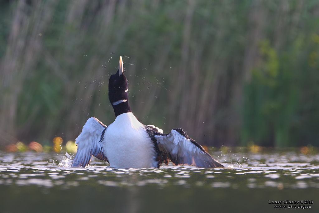 VITNBBAD ISLOM / YELLOW-BILLED LOON (Gavia adamsii) - Stäng / Close