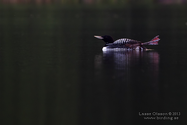 VITNÄBBAD ISLOM / YELLOW-BILLED LOON (Gavia adamsii) - stor bild / full size