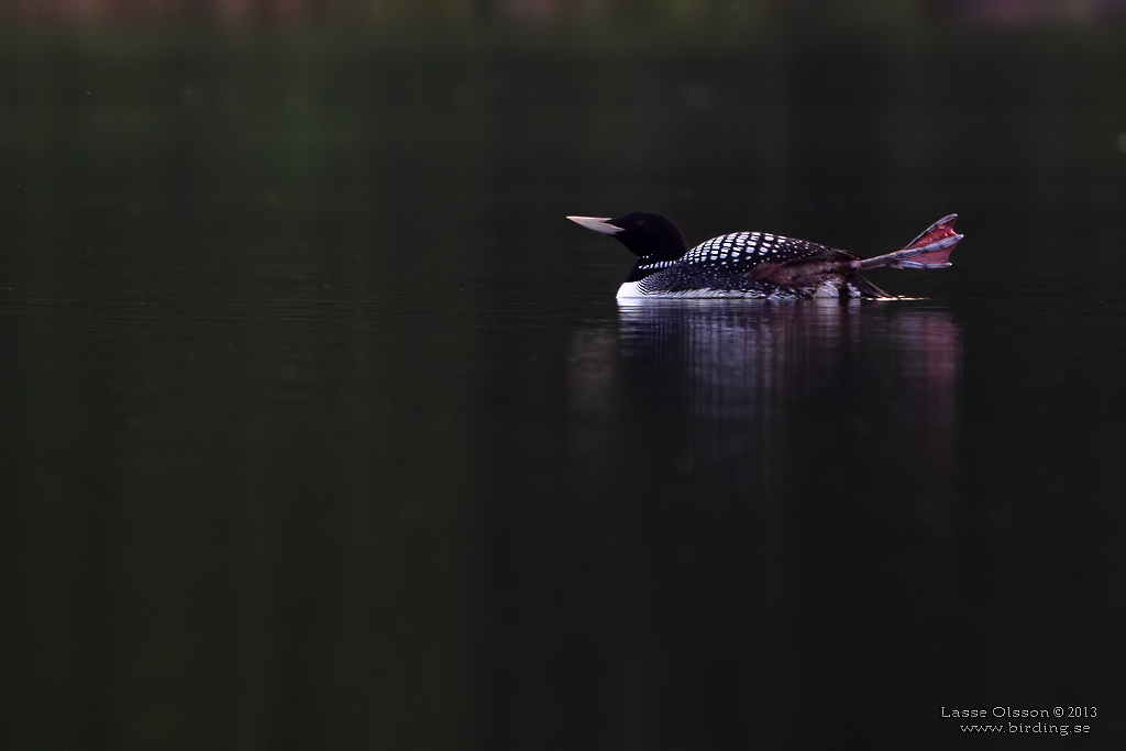 VITNBBAD ISLOM / YELLOW-BILLED LOON (Gavia adamsii) - Stäng / Close