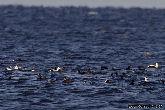 VITNACKAD SVRTA / SURF SCOTER (Melanitta perspicillata)