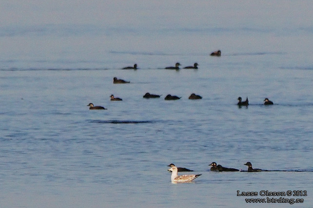 VITNACKAD SVÄRTA / SURF SCOTER (Melanitta perspicillata)