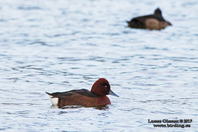 VITÖGD DYKAND / FERRUGINOUS DUCK (Aythya nyroca)