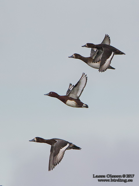 VITÖGD DYKAND / FERRUGINOUS DUCK (Aythya nyroca)