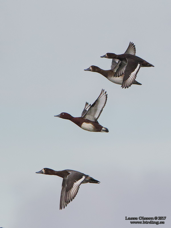 VITÖGD DYKAND / FERRUGINOUS DUCK (Aythya nyroca) - Stäng / Close