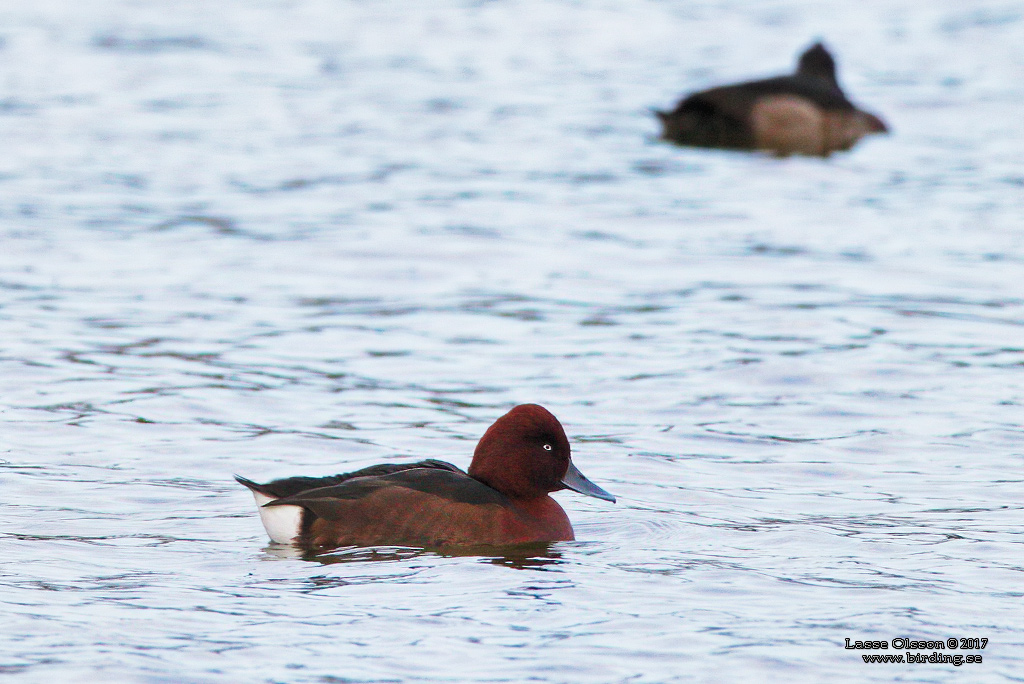 VITÖGD DYKAND / FERRUGINOUS DUCK (Aythya nyroca) - Stäng / Close