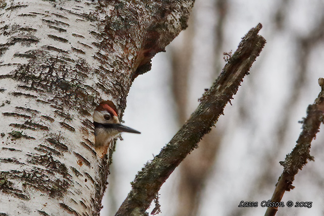 VITRYGGIG HACKSPETT / WHITE-BACKED WOODPECKER (Dendrocopus leucotos) - hanne / male