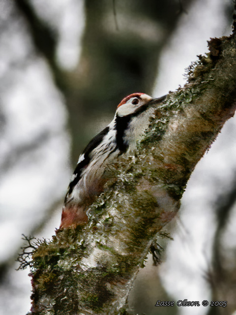 VITRYGGIG HACKSPETT / WHITE-BACKED WOODPECKER (Dendrocopus leucotos)