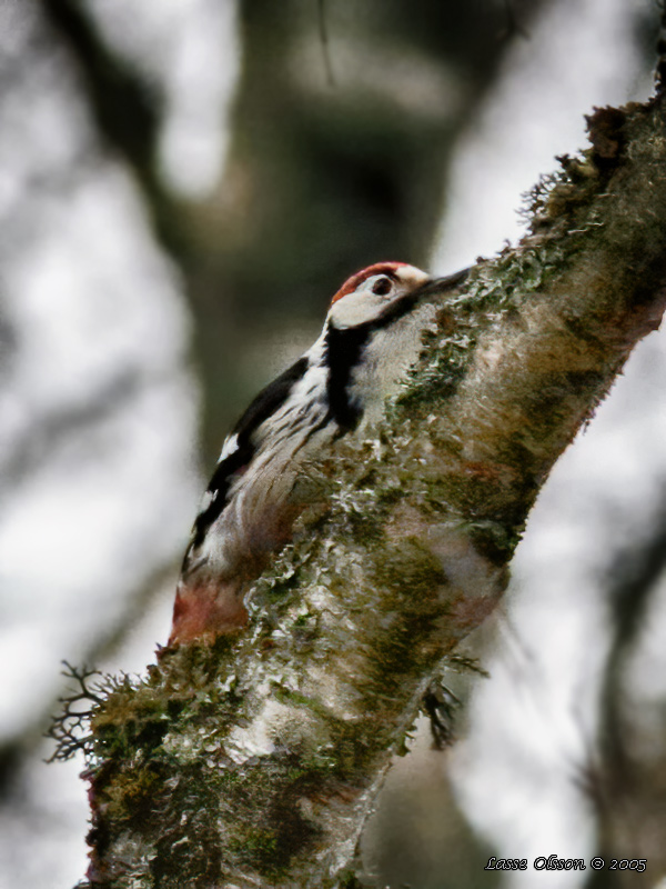 VITRYGGIG HACKSPETT / WHITE-BACKED WOODPECKER (Dendrocopus leucotos) - Stng / Close