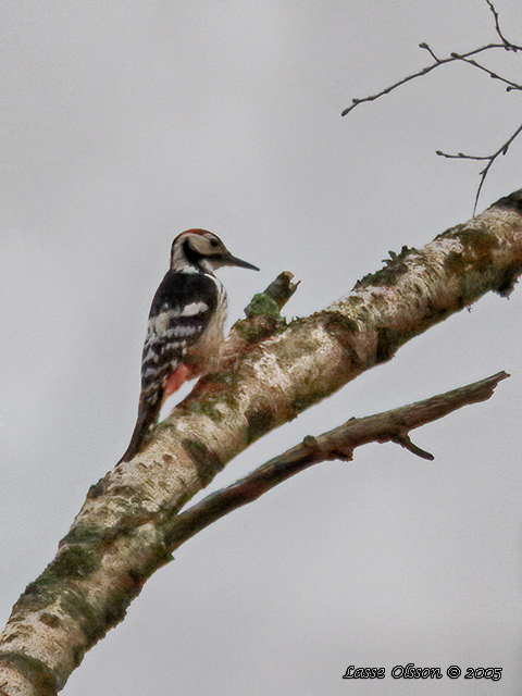 VITRYGGIG HACKSPETT / WHITE-BACKED WOODPECKER (Dendrocopus leucotos)