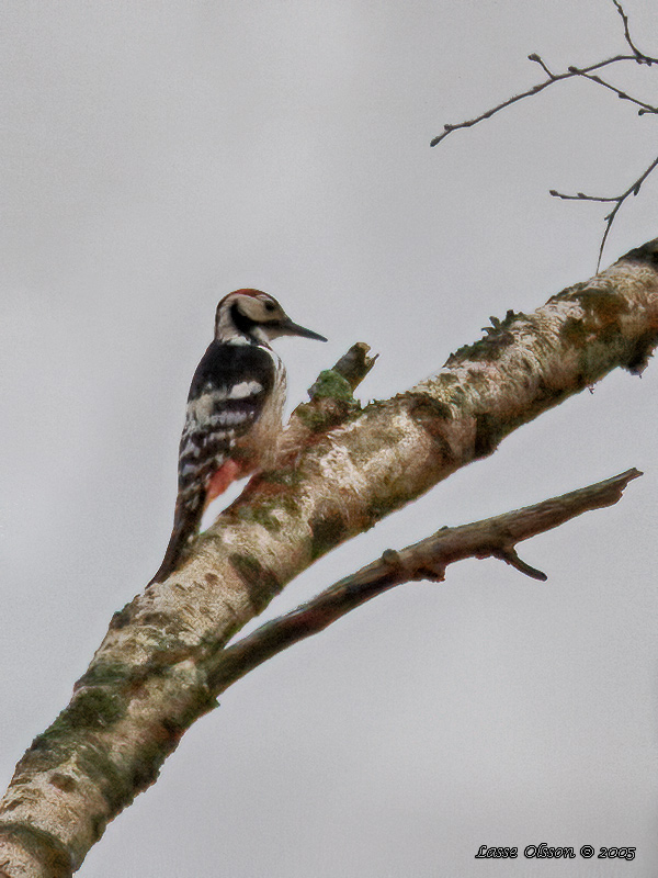 VITRYGGIG HACKSPETT / WHITE-BACKED WOODPECKER (Dendrocopus leucotos) - Stng / Close