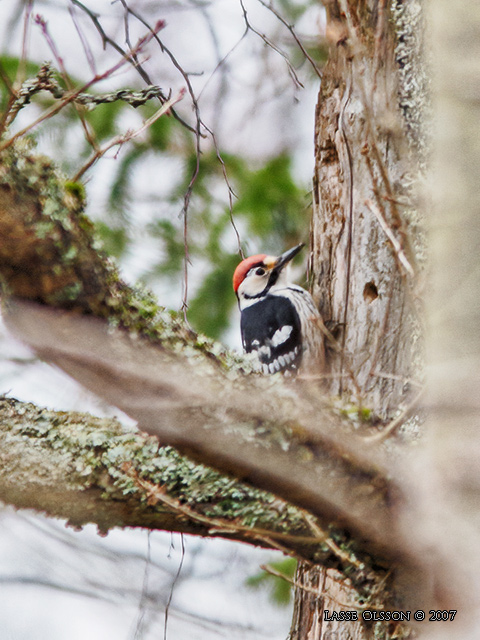 VITRYGGIG HACKSPETT / WHITE-BACKED WOODPECKER (Dendrocopus leucotos)