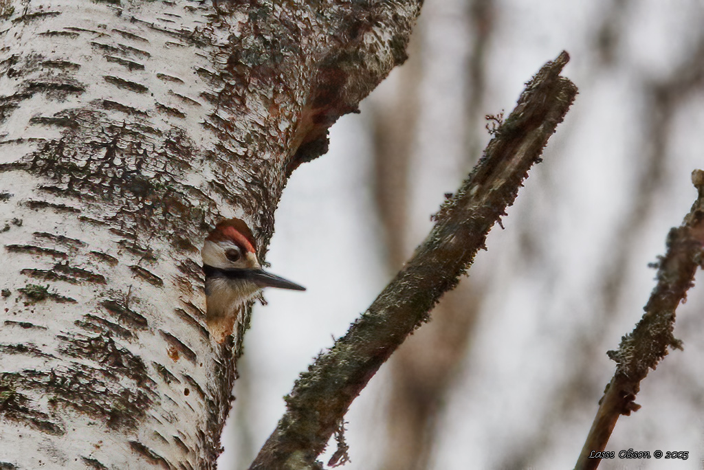 VITRYGGIG HACKSPETT / WHITE-BACKED WOODPECKER (Dendrocopus leucotos) - Stng / Close