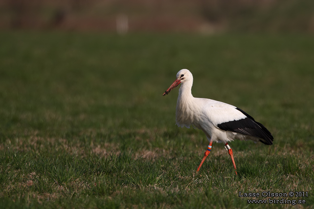 VIT STORK / WHITE STORK (Ciconia ciconia) - stor bild / full size