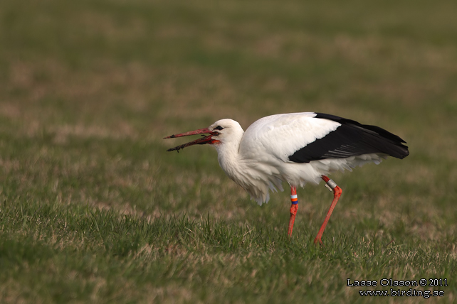 VIT STORK / WHITE STORK (Ciconia ciconia) - stor bild / full size