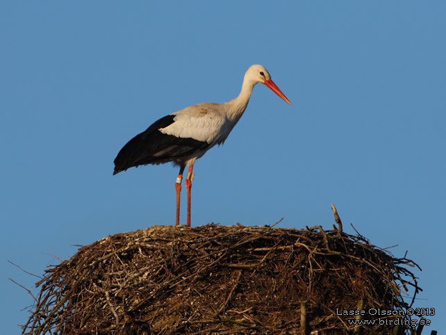 VIT STORK / WHITE STORK (Ciconia ciconia) - stor bild / full size