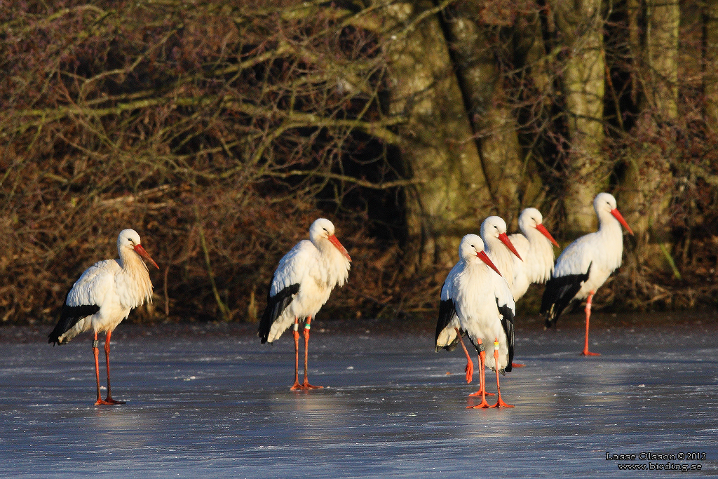 VIT STORK / WHITE STORK (Ciconia ciconia) - Stng / Close