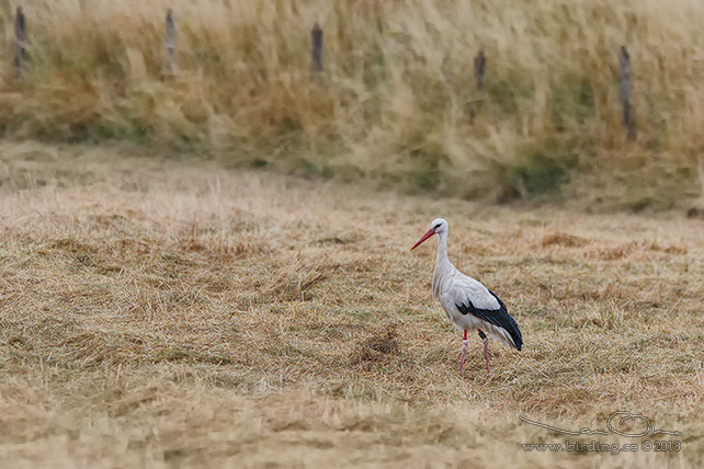 VIT STORK / WHITE STORK (Ciconia ciconia) - stor bild / full size