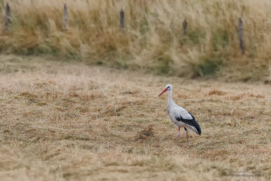 VIT STORK / WHITE STORK (Ciconia ciconia) - Stng / Close