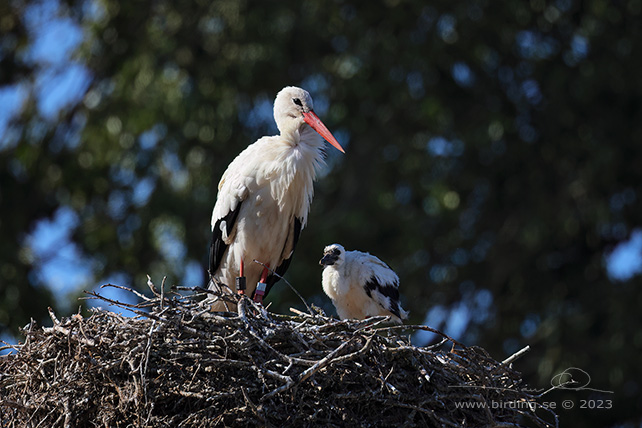 VIT STORK / WHITE STORK (Ciconia ciconia) - stor bild / full size