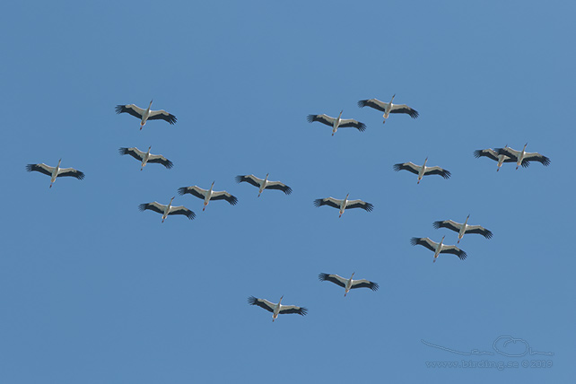 VIT STORK / WHITE STORK (Ciconia ciconia) - stor bild / full size