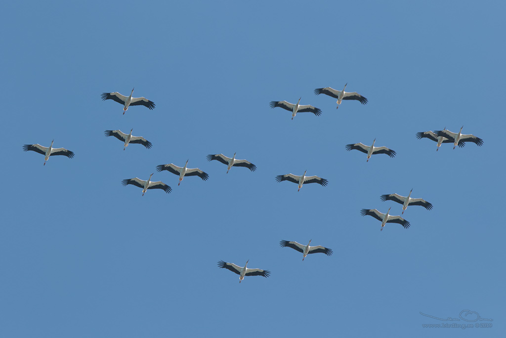 VIT STORK / WHITE STORK (Ciconia ciconia) - Stng / Close