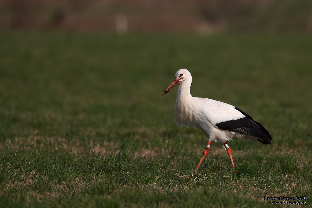 VIT STORK / WHITE STORK (Ciconia ciconia) - Stng / Close