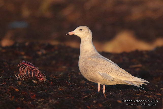 VITTRUT / GLAUCOUS GULL (Larus hyperboreus) - stor bild / full size