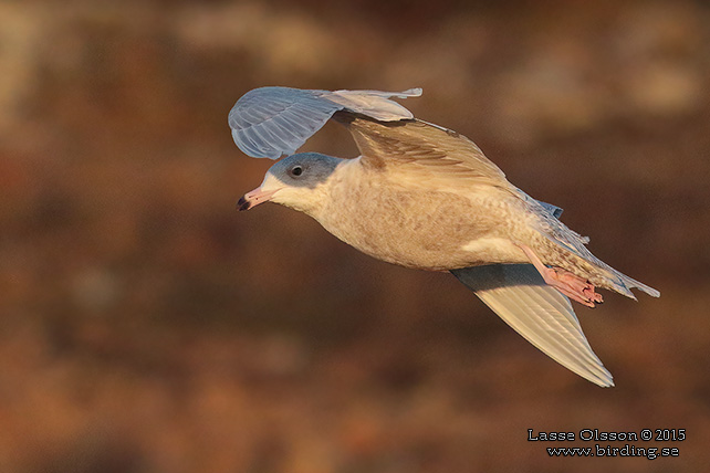 VITTRUT / GLAUCOUS GULL (Larus hyperboreus) - stor bild / full size