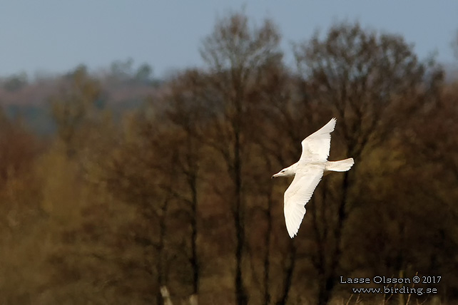 VITTRUT / GLAUCOUS GULL (Larus hyperboreus) - stor bild / full size