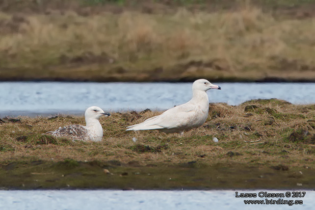 VITTRUT / GLAUCOUS GULL (Larus hyperboreus) - stor bild / full size