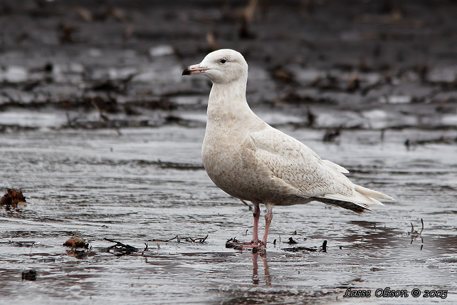 VITTRUT / GLAUCOUS GULL (Larus hyperboreus) - stor bild / full size