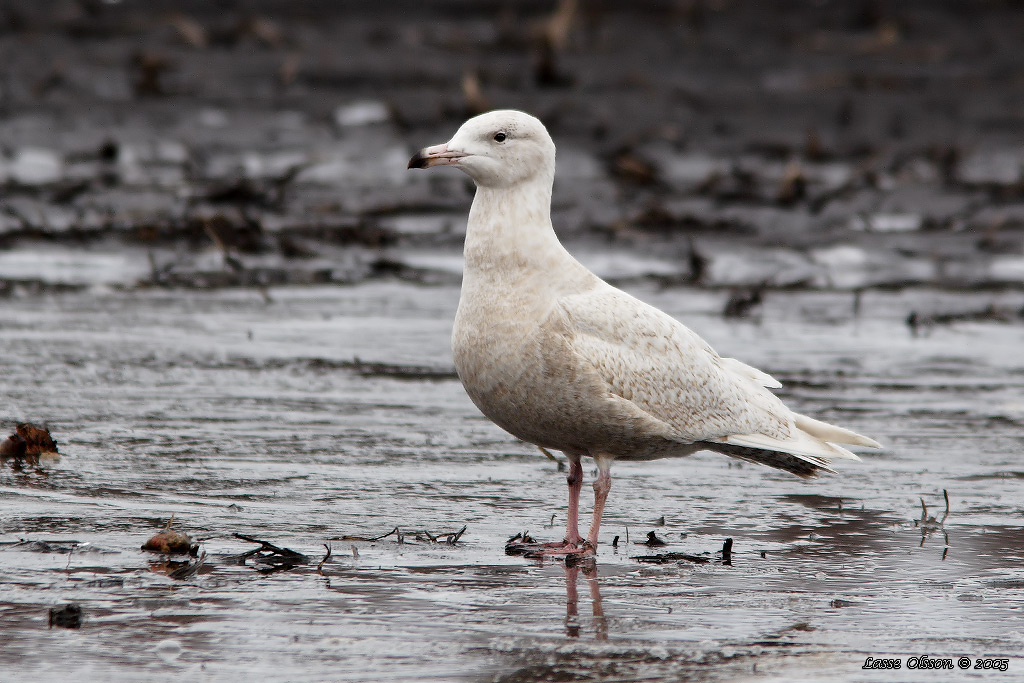 VITTRUT / GLAUCOUS GULL (Larus hyperboreus) - Stng / Close