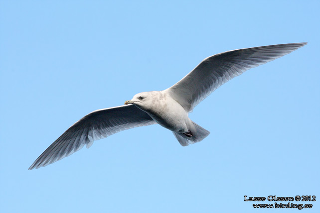 VITVINGAD TRUT / ICELAND GULL (Larus glaucoides) - STOR BILD / FULL SIZE