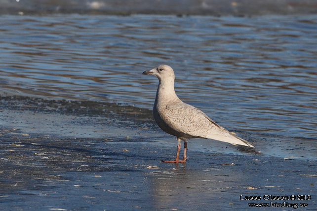 VITVINGAD TRUT / ICELAND GULL (Larus glaucoides) - STOR BILD / FULL SIZE