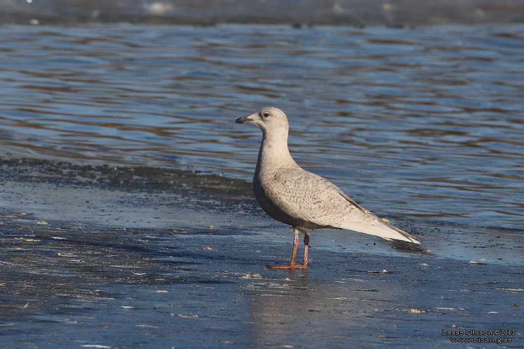 VITVINGAD TRUT / ICELAND GULL (Larus glaucoides) - Stng / Close