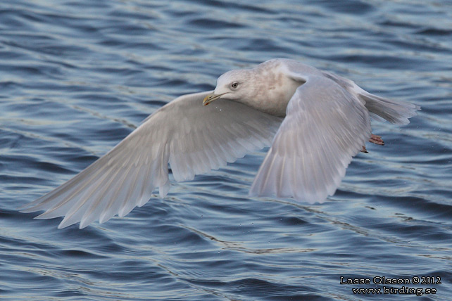 VITVINGAD TRUT / ICELAND GULL (Larus glaucoides) - STOR BILD / FULL SIZE