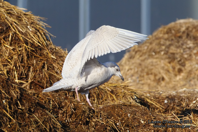 VITVINGAD TRUT / ICELAND GULL (Larus glaucoides) - STOR BILD / FULL SIZE