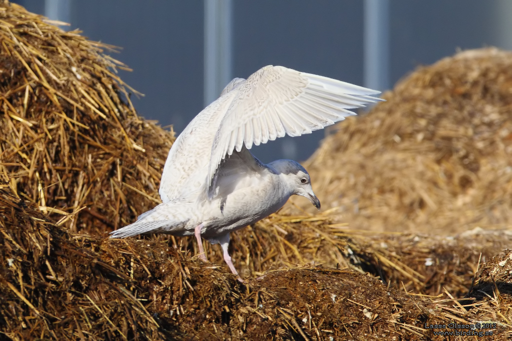 VITVINGAD TRUT / ICELAND GULL (Larus glaucoides) - Stng / Close