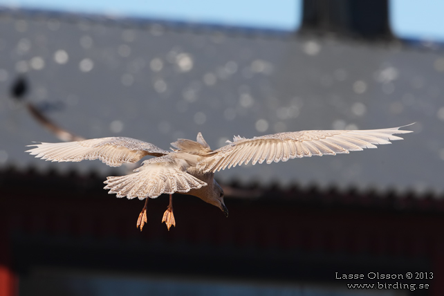 VITVINGAD TRUT / ICELAND GULL (Larus glaucoides) - STOR BILD / FULL SIZE