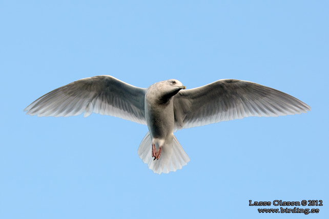 VITVINGAD TRUT / ICELAND GULL (Larus glaucoides) - STOR BILD / FULL SIZE