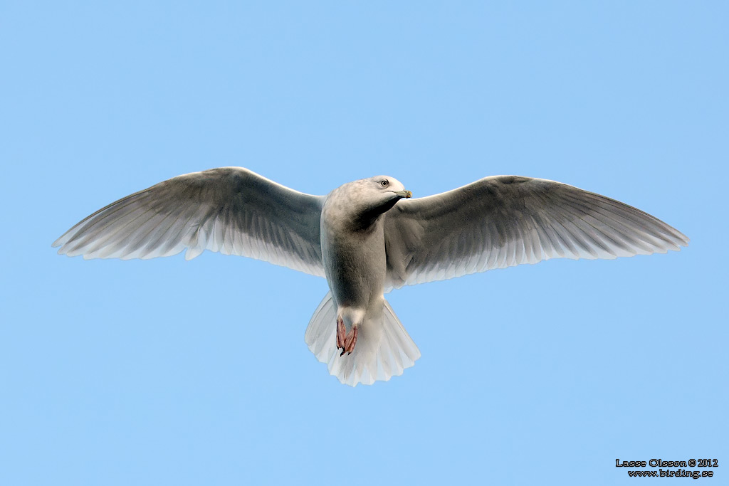 VITVINGAD TRUT / ICELAND GULL (Larus glaucoides) - Stng / Close