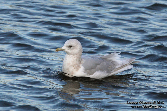 VITVINGAD TRUT / ICELAND GULL (Larus glaucoides) - STOR BILD / FULL SIZE