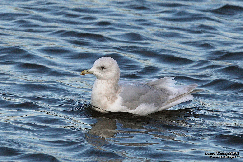 VITVINGAD TRUT / ICELAND GULL (Larus glaucoides) - Stng / Close