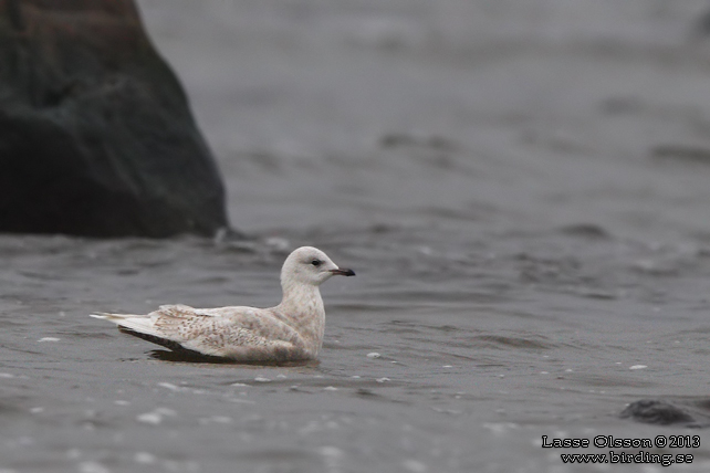 VITVINGAD TRUT / ICELAND GULL (Larus glaucoides) - STOR BILD / FULL SIZE